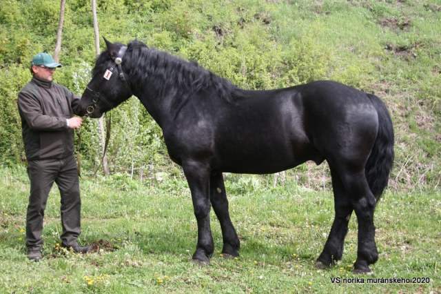 4660_Max_Diamant_XVI